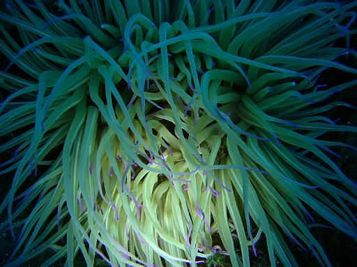 Anémone de mer verte01.JPG